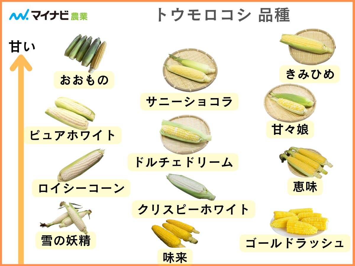 ８本 希少品種の白いとうもろこし 甘いしずく野菜 とうもろこし 産直アウル 農家から直接野菜などの食材を購入できる産地直送の宅配通販サイト