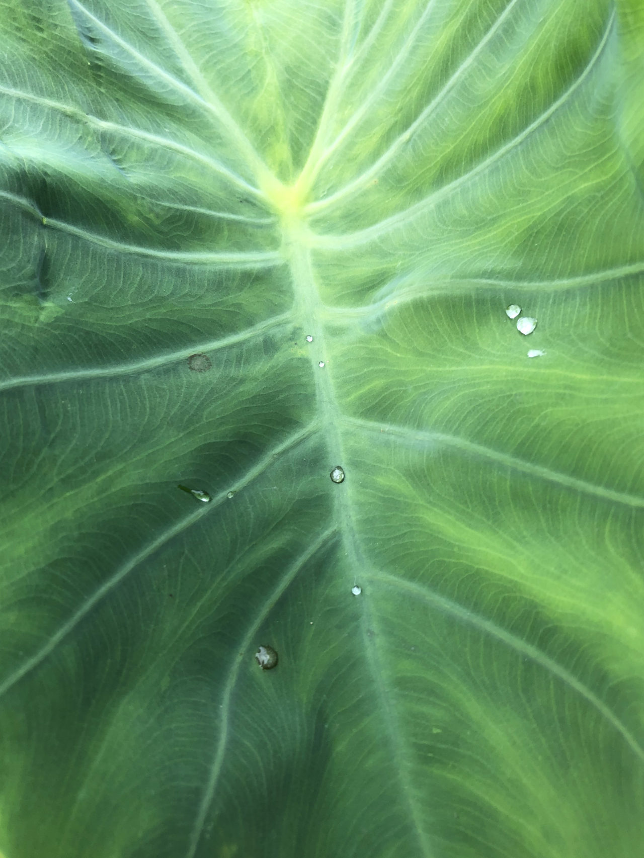 里芋の葉っぱの写真素材82794821- PIXTA