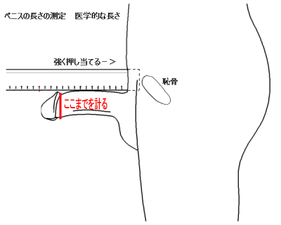 巨根・巨乳が好まれる理由は？ 人のおちんちんを動物と比べてみると… |