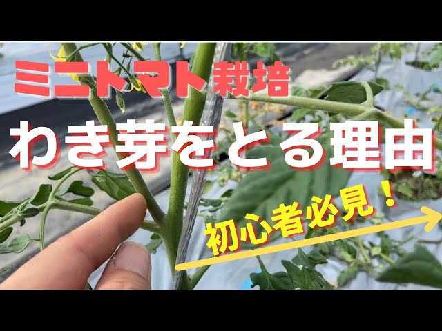 トマトのわき芽はどれ？初心者もすぐわかる見分け方と芽かきのやり方