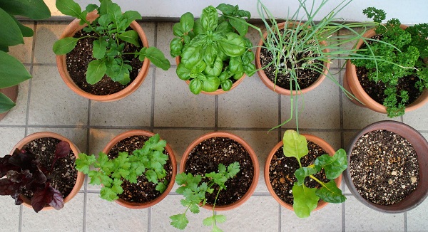 家庭菜園に挑戦!ベランダで育てる簡単野菜不動産の売買ならイエステーションアドレス株式会社