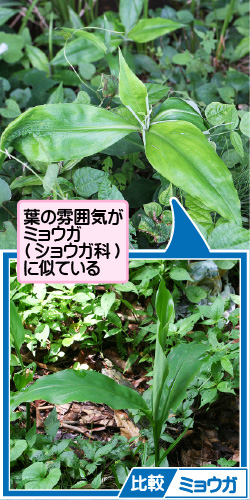 生で食べられる？葉は？エシャレットのおいしい食べ方＆レシピ - macaroni