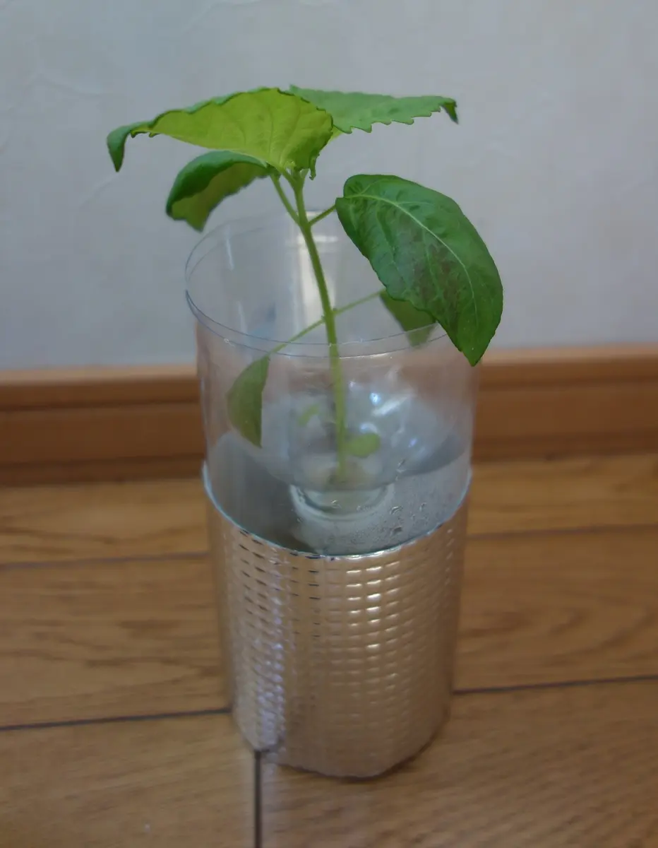 バジルと青しそ水耕栽培☆冬はキッチン窓辺の半日陰で育ちます100均で水耕栽培 mika式タッパーで水耕栽培