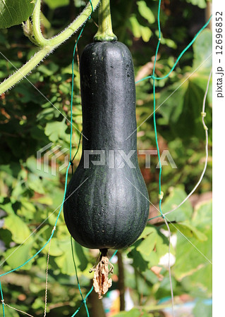 ひょうたんの形がユニーク！バターナッツかぼちゃとはどんなもの？お宝食材探検隊がわかりやすく解説 - フードマニア Food Mania by 旭屋出版