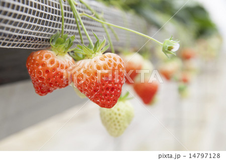 楽天市場 梨地 無滴0.1mm厚 500cm幅 農ビ 散乱光 ナシジ 農業用 ビニールハウス用 トマト イチゴ 育苗 家庭菜園 三菱希望の長さ ｍ を数量に入力 三菱ケミカルアグリドリーム 継ぎ目あり スピード出荷 自社加工 切り売り カット売り : 農業資材ホンポ