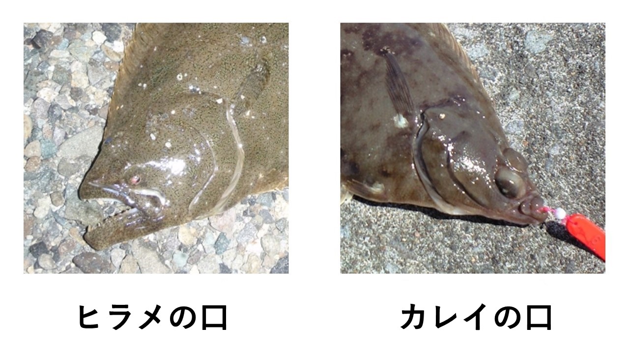 名前はカレイなのに分類はヒラメ？ 知る人ぞ知る＜メガレイ＞の特徴 - サカナト