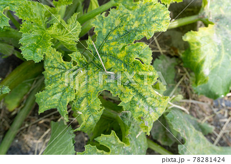 ズッキーニを病気から守る！知っておくべきズッキーニの病気6つとその対策産直プライム.labブログJA連携！産地直送通販なら産直プライム