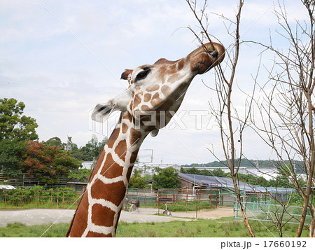 木を食べた、うまかった！ “間伐材を使った料理”をレポートGQ JAPAN