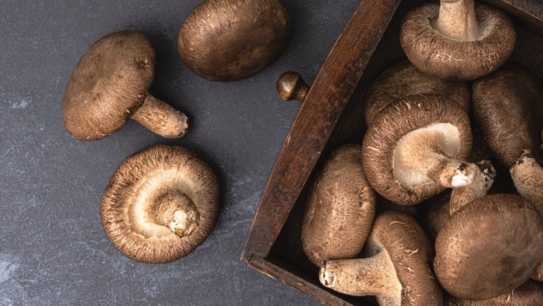 能登の宝！厳選された最高峰の生椎茸『のとてまり』株式会社まつの