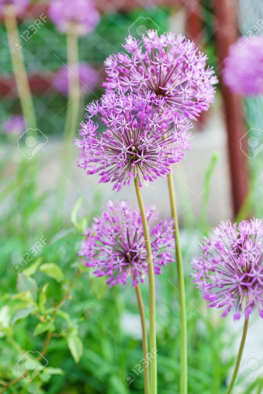 おいしいネギを自宅で育てる栽培法って?「ネギ坊主」って何?GardenStoryガーデンストーリー