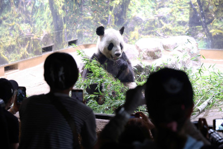 上野動物園でパンダを観る際、“失敗しないルート”が存在。ガチ勢は「開園数十分前から弁天門で待機」（日刊SPA！）｜ｄメニューニュース（NTTドコモ）