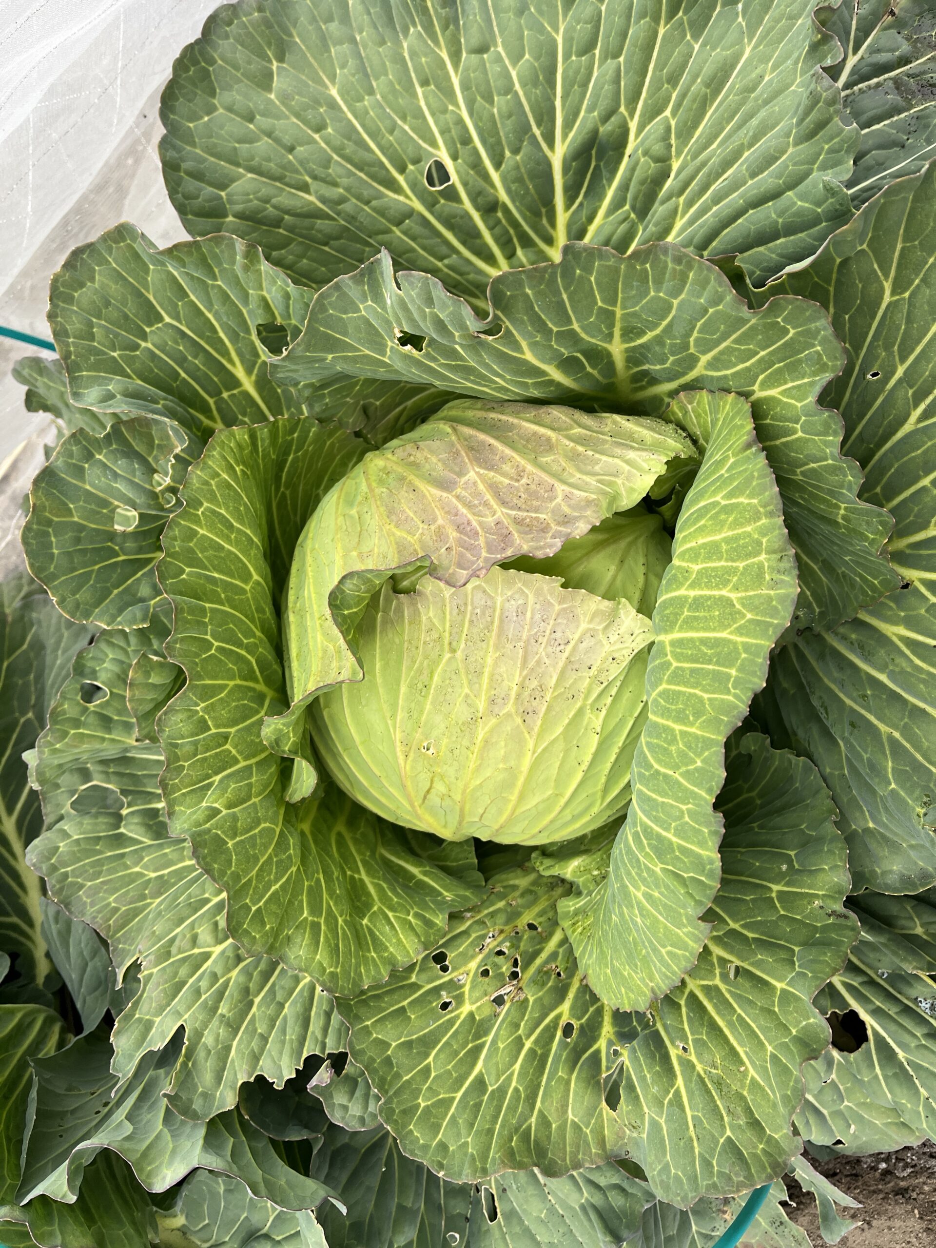 春キャベツがおいしい季節!! シャキシャキの歯ごたえは、今だけ!! 季節・暮らしの話題 2017年04月08日- 日本気象協会 tenki.jp