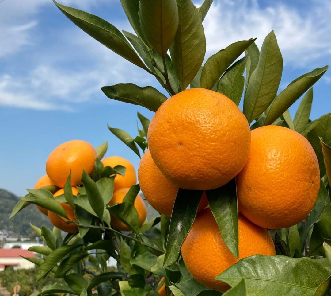 美味しいみかん、一日何個なら大丈夫？〜管理栄養士がみかんとの健康な付き合い方をアドバイスします〜 – みどり病院神戸市、明石市、循環器、透析