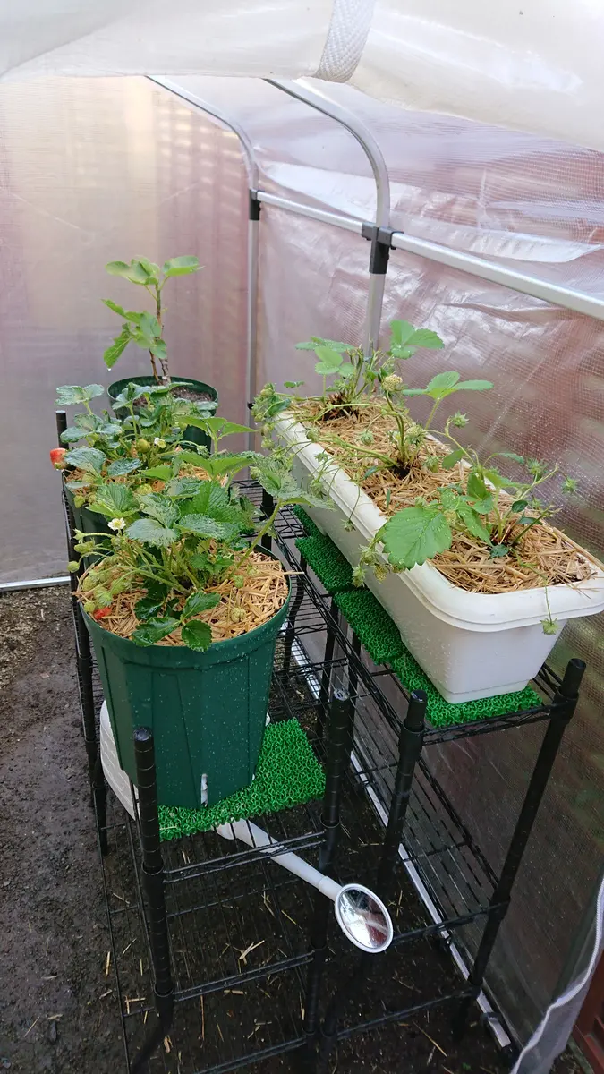 ビニールハウス栽培だからできる！安心・安定のイチゴ栽培_ シリーズ「最適な農業用ハウスで強固な経営」Vol.3アグリウェブ