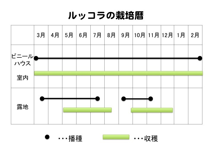 農家が教えるルッコラの栽培方法 畑やプランター、室内で。どこでも上手に育てる方法マイナビ農業