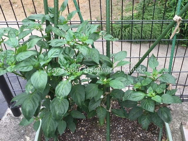 ピーマン栽培における簡単、丈夫な支柱の立て方農家web