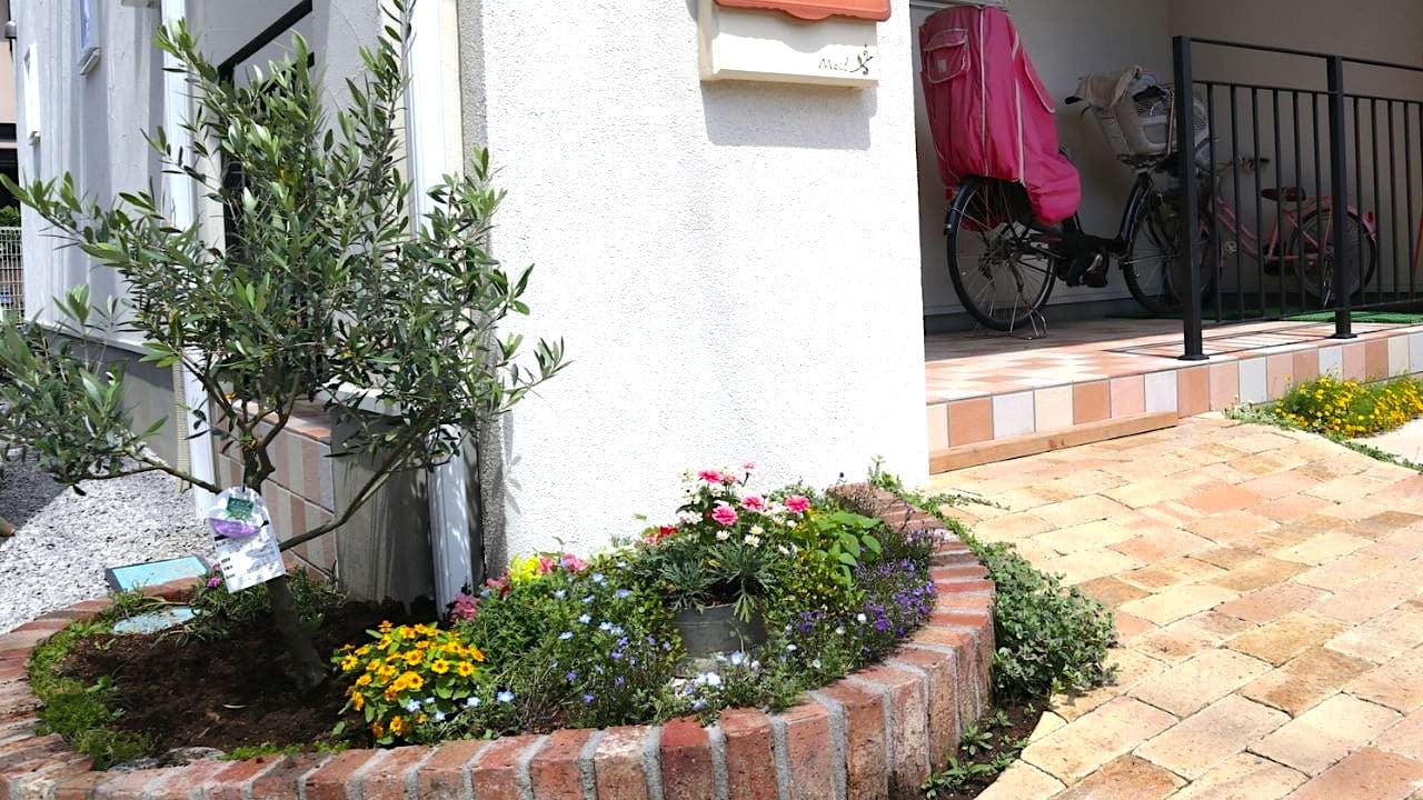 オリーブの剪定時期を見極めてひょろひょろ回避！詳しい図解付きとなりのカインズさん