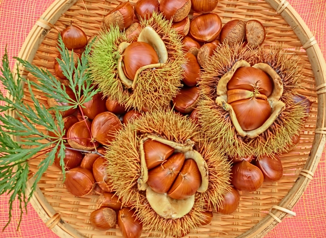 栗の皮むき～渋皮まで包丁ですっきり～ by Maple Leefクックパッド簡単おいしいみんなのレシピが392万品