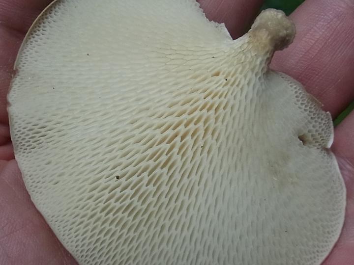 キノコの裏側には鰓が見えます。の写真 – Unsplashの無料画像