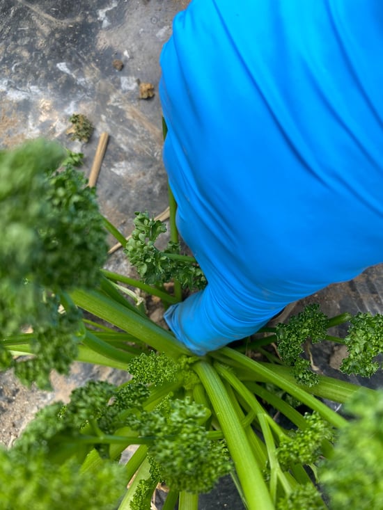 イタリアンパセリの育て方を徹底図解！収穫時期はいつ？種まきや苗植え栽培方法は？🍀GreenSnap グリーンスナップ