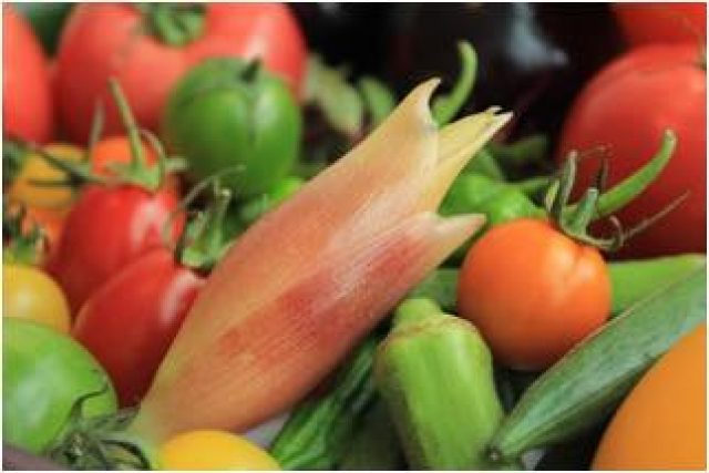 独特の香りが食欲をそそる!夏から秋にかけて「みょうが」を食べよう!マイナビ農業