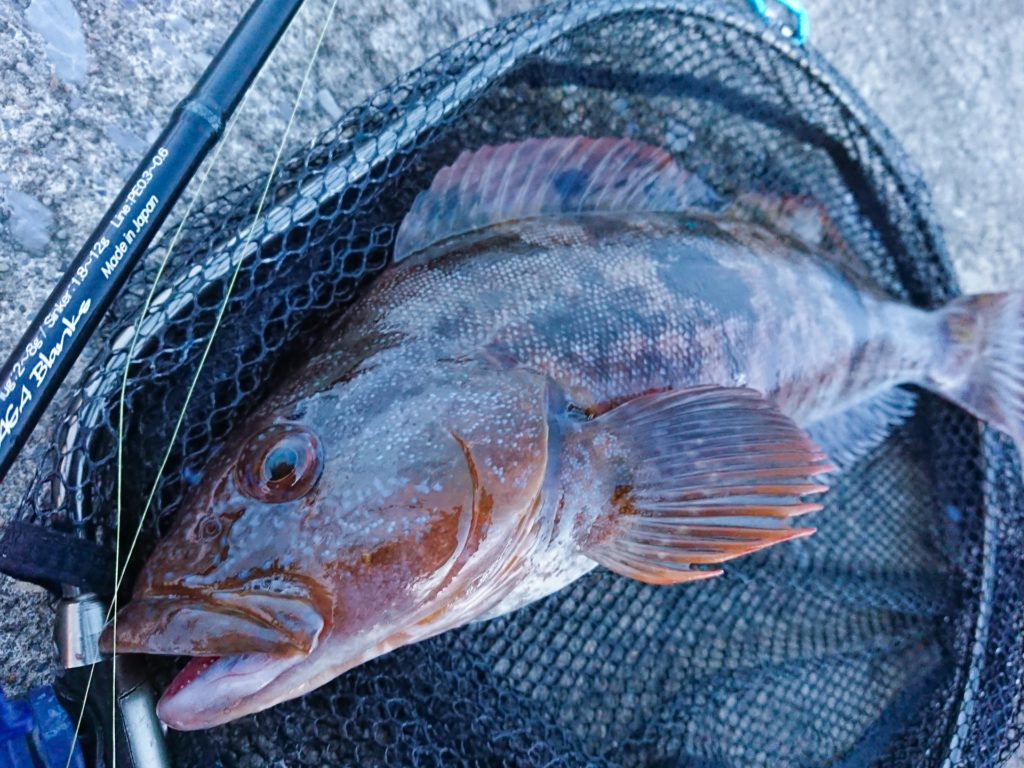 あいなめのグリル トマトソース仕立て - EPIRECIPE -エピレシピ