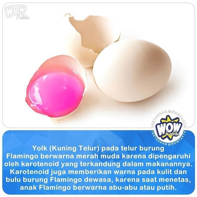 見分け方動物トピックスブログ野毛山動物園公式サイト公益財団法人 横浜市緑の協会