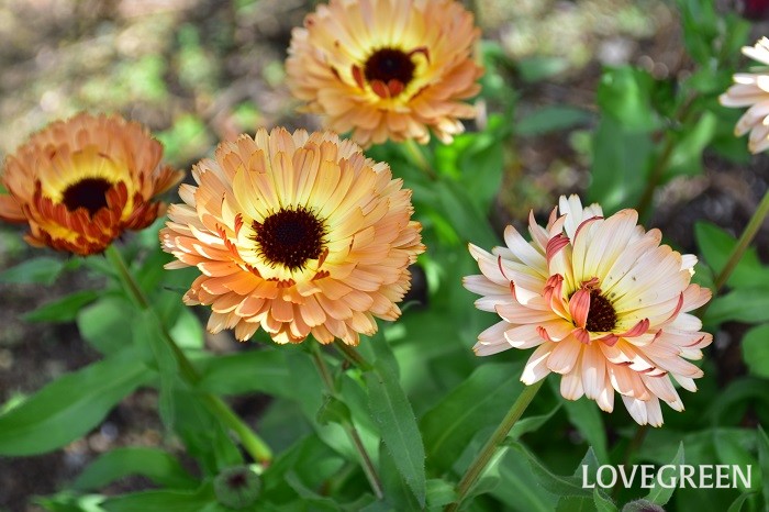 キンセンカ(カレンデュラ)の花言葉｜花が咲く季節や種類は？ - HORTI 〜ホルティ〜