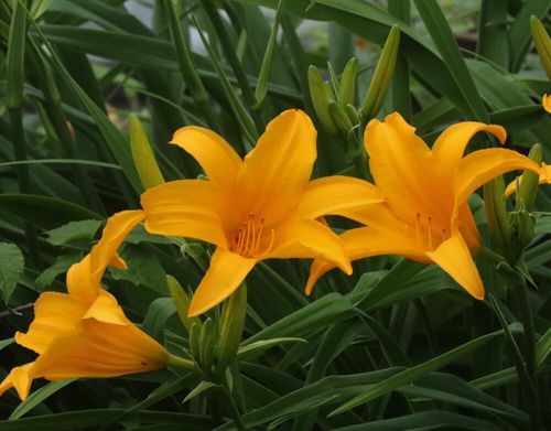 ノカンゾウ 山菜 のまとめ！ 食べ方や効能と花言葉等9個のポイント！植物の育て方や豆知識をお伝えするサイト