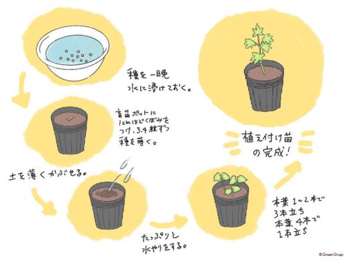 花も実もあるオクラ、育て方のコツJAいがふるさと
