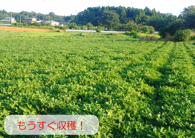 千葉市：落花生ができるまで