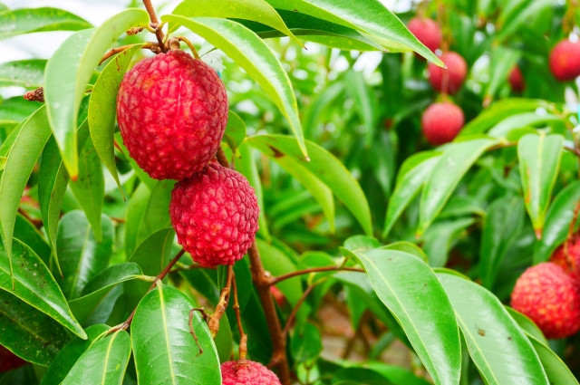 台湾産生ライチ 3種 まとめて割G-Callショッピング