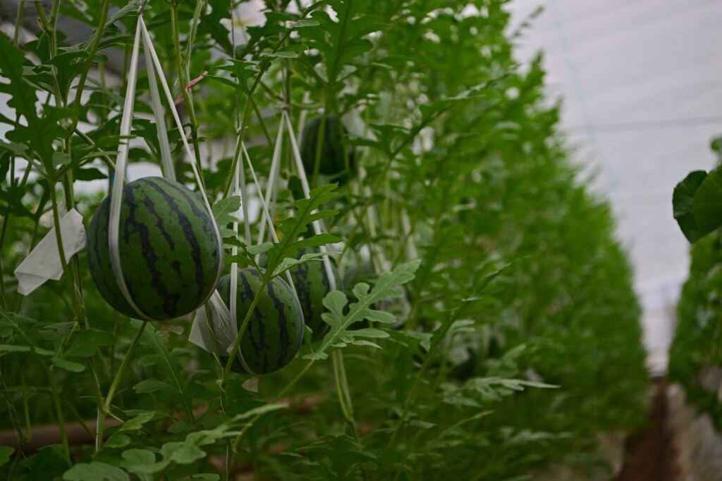 西瓜畑 写真素材4503236- フォトライブラリ