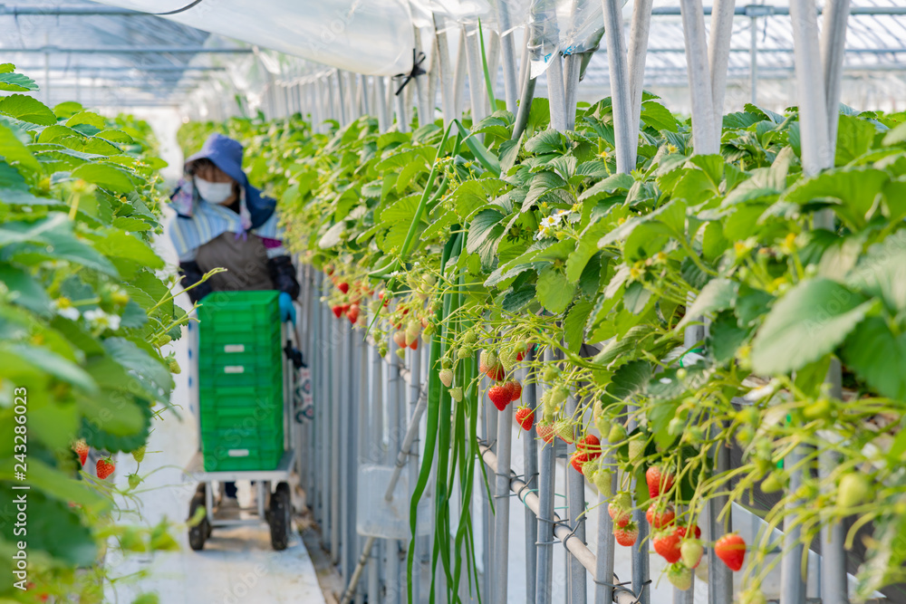 イチゴを栽培するビニールハウス 農園 いちご狩りの写真素材241682271 毎月1点無料 フリー のストックフォト イメージマート