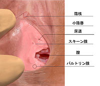 先端がもっともっとふくらむバイブ - バイブ通販 | ラブトリップ