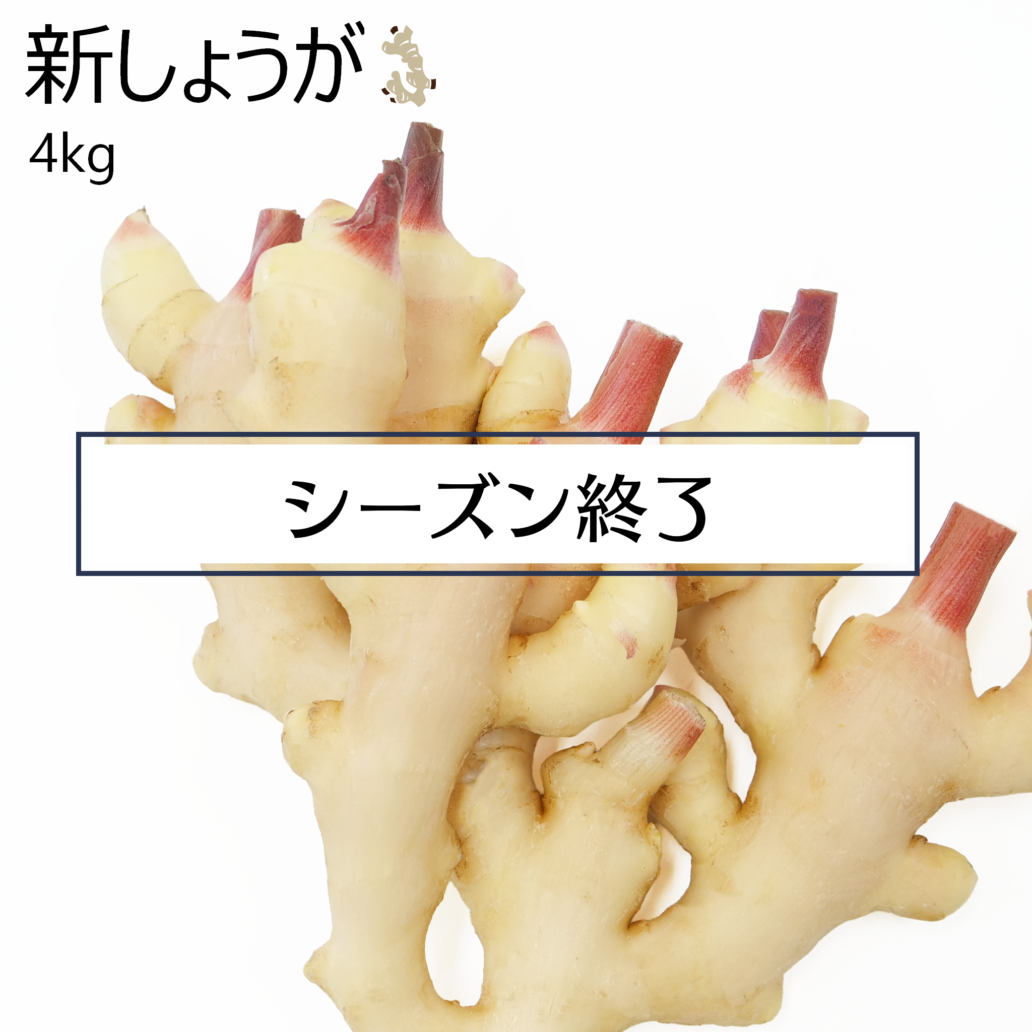 生姜の旬 時期 がわかりにくい理由生姜専門店GINGER FACTORY blog