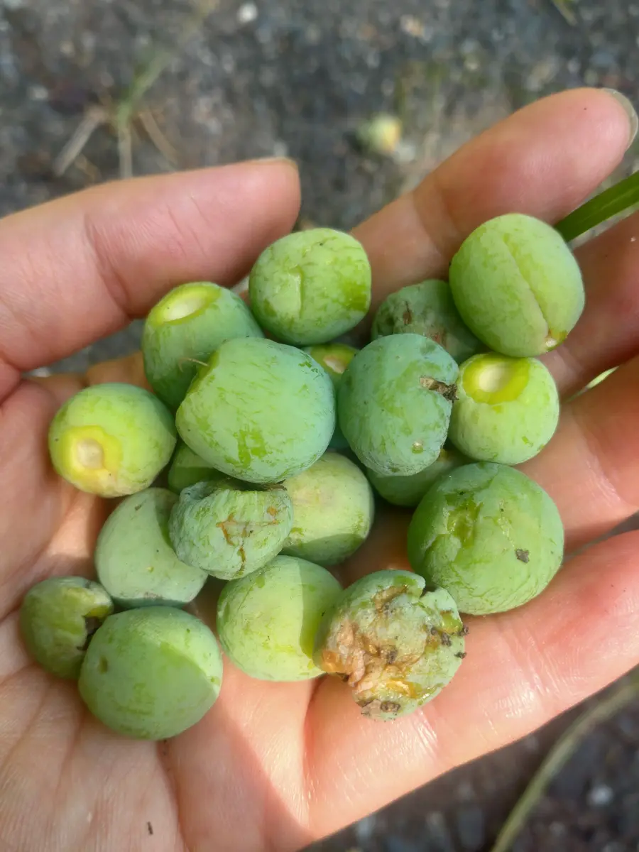ぎんなん 銀杏 イチョウの力 - 雪国ぎんなん - おぐにふる里銀杏便り