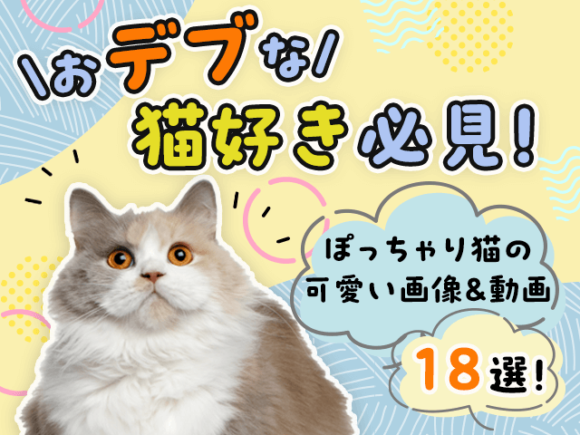 じっと待てる男です。【ぽっちゃり猫、れみのピースフル記。vol.1】 | ぽっちゃり猫、れみのピースフル記。