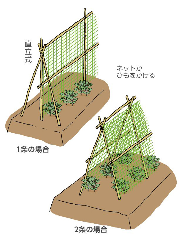 エンドウ 春まき品種の使い分け株式会社トーホク