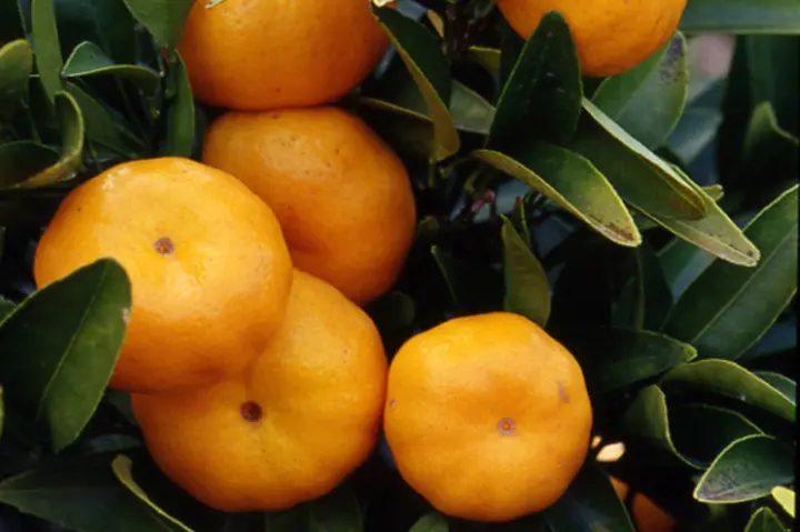 柑橘系のフルーツの種類とは？分類ごとの特徴をご紹介デリッシュキッチン