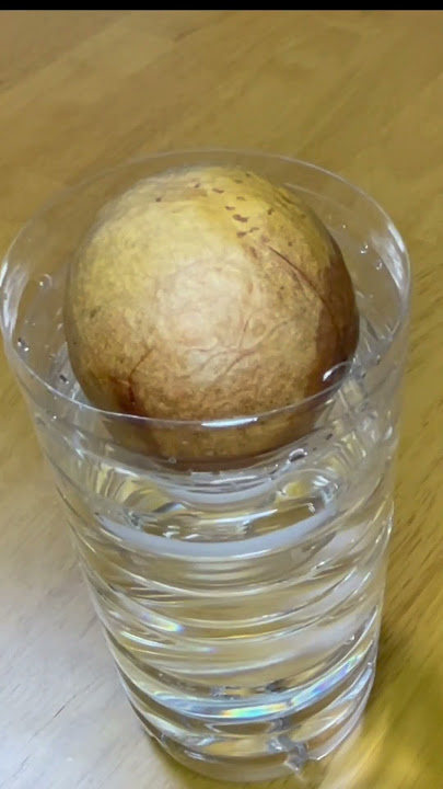 楽天市場 アボカド 水耕栽培 アボカド栽培Vase アボカドの種 アボカド水耕栽培 土を使わない アボカド栽培 アボカド水栽培 アボカド種 アボカド容器アボカド栽培容器 種の栽培容器 種栽培 種の水耕栽培 種の水栽培 水だけで育てる 栽培キット 水耕栽培の容器 水栽培の