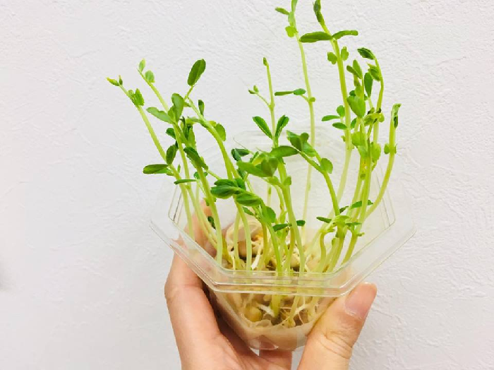 サヤエンドウ、スナックエンドウ スナップエンドウ の育て方・栽培方法失敗しない栽培レッスン 野菜 サカタのタネ 家庭菜園・園芸情報サイト 園芸通信