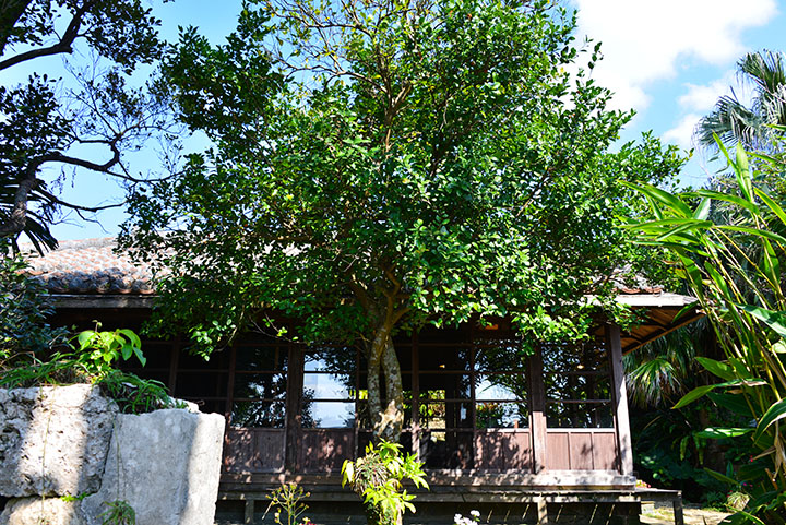 こだわりの鰹味です♪, 営業時間 : 11:00-15:00, ※月曜定休日,沖縄そば八重瀬町上江門家古民家沖縄観光味噌味鰹味醤油味上江門テラス席フクギ並木