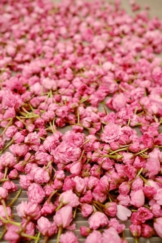 京の老舗茶舗 福寿園より「さくら緑茶 ティーバッグ」、「さくら紅茶 ティーバッグ」が新発売!株式会社福寿園のプレスリリース