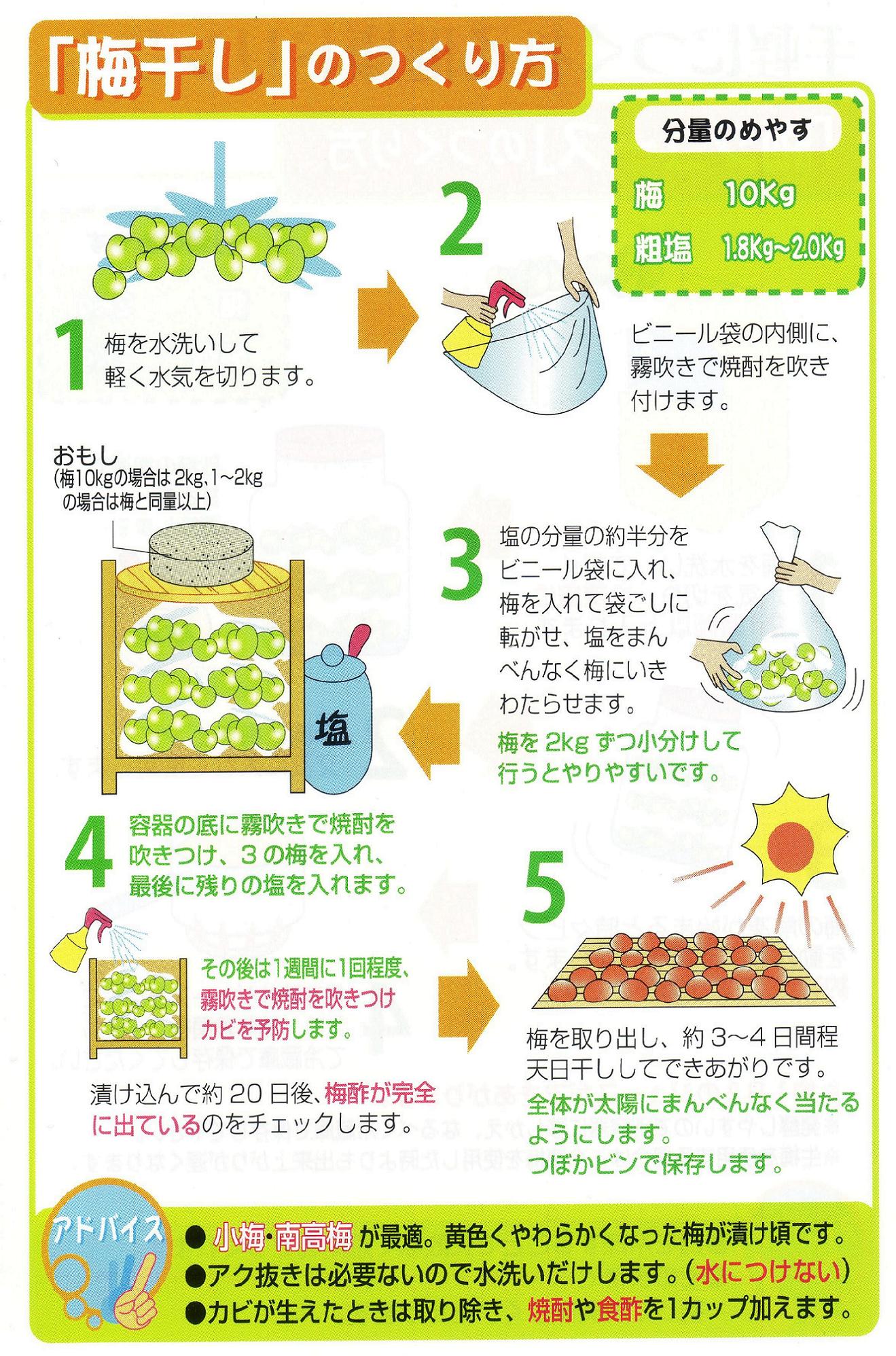 初心者必見 干さない、シソ不要! 昔ながらの塩漬け梅干しの簡単な作り方三越伊勢丹の食メディアFOODIE フーディー