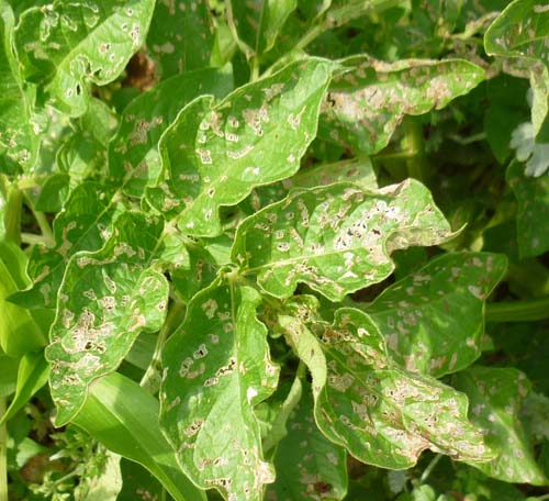 ジャガイモガ農業害虫や病害の防除・農薬情報病害虫・雑草の情報基地全国農村教育協会