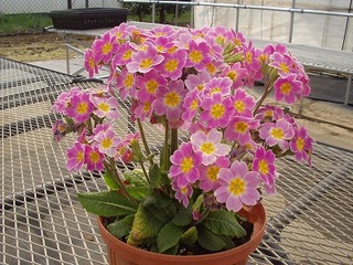 プチフルール袋井店 - 昨日の寄せ植え教室は大きめの薔薇咲きプリムラを使ってみました