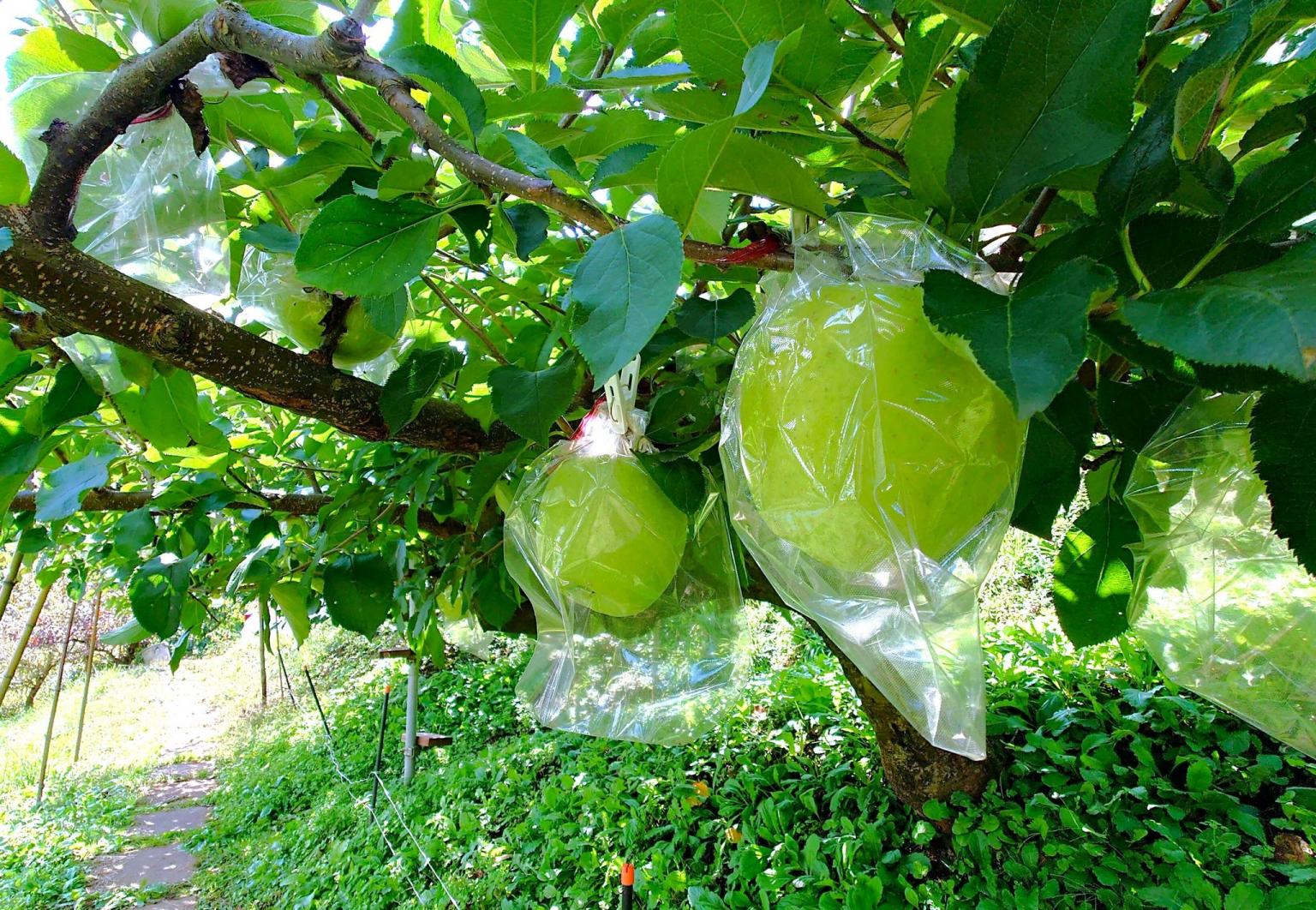 夏のフルーツ狩りしませんか♪関西エリアのおすすめスポット 西日本編レジャー特集2018季節・暮らしの話題 2018年07月08日-日本気象協会 tenki.jp