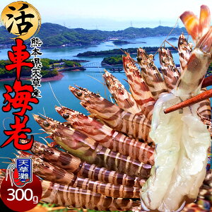 世界最高級の「天使のエビ」を食べに行ったらホンモノの天使に出会った話。TABIPPO.NET