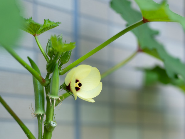 オクラの育て方プランター栽培、肥料の与え方も解説 – 自然暮らし
